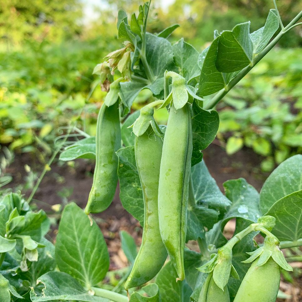 https://shiftingroots.com/wp-content/uploads/2022/02/peas-1.jpg