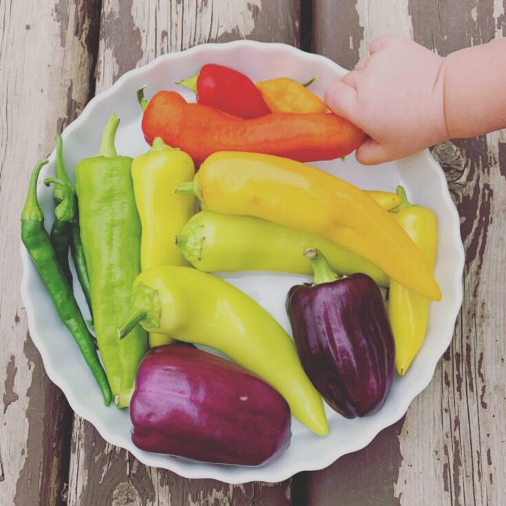 Image for How to Pinch Pepper Plants for Healthier Plants and More Peppers