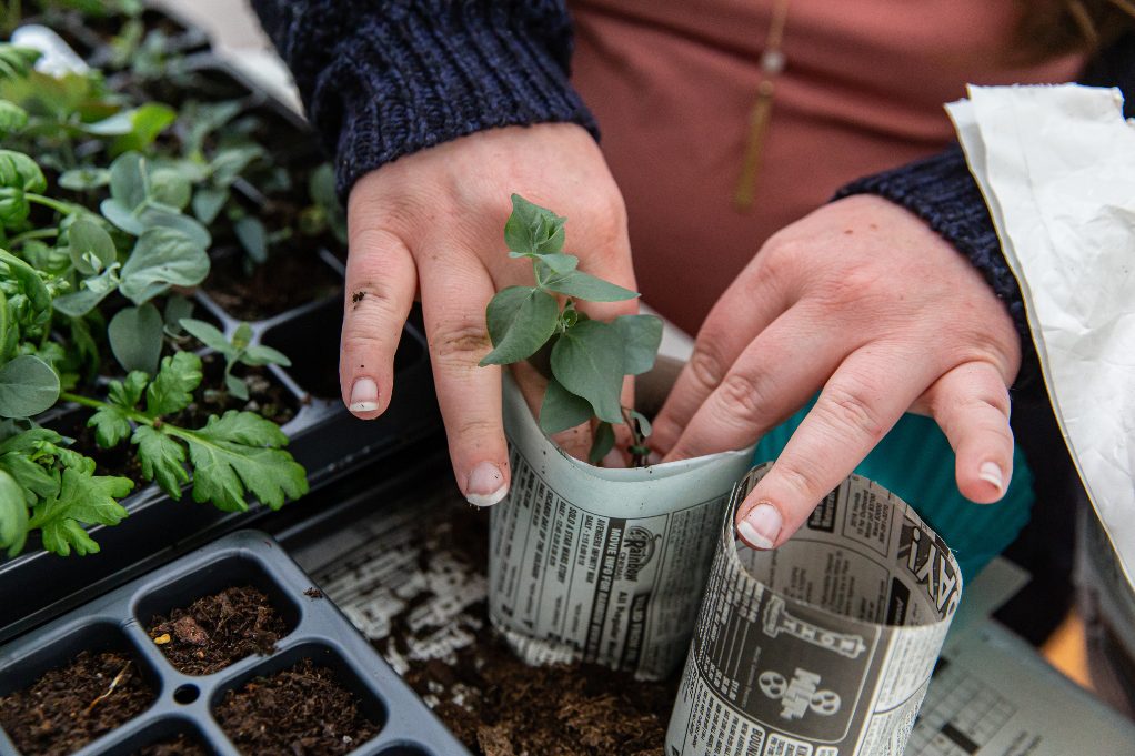 Biodegradable and Compostable Pots – Biodegradable seed starter