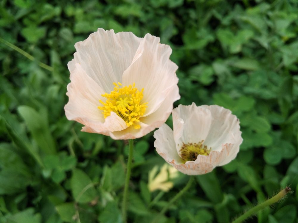 Gardening: Winter is the perfect time to grow poppies, if you