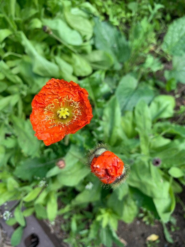 How to Grow Poppies in Zone 3 Shifting Roots