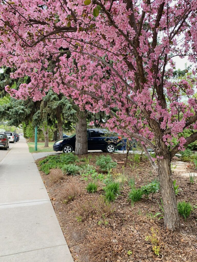 plants and flowers and trees