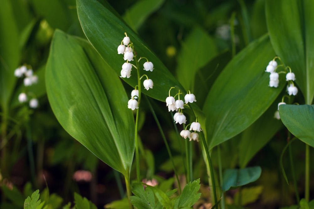 Garden State Convallaria Lily of The Valley Bulbs, 3 ct - City Market