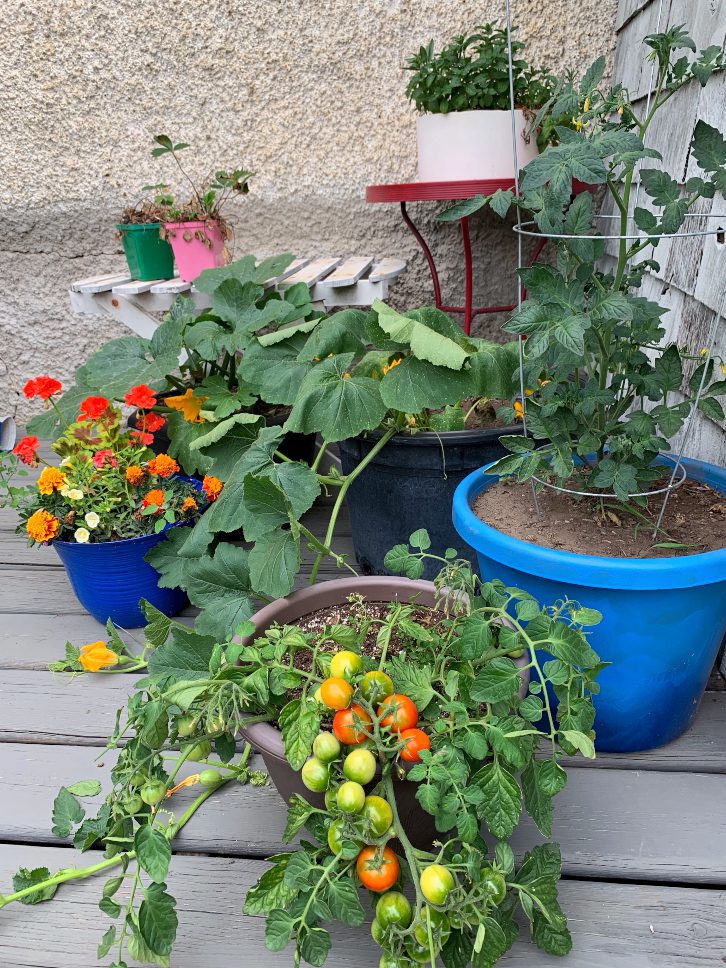 Avoid These 10 Mistakes for a Better Vegetable Container Garden