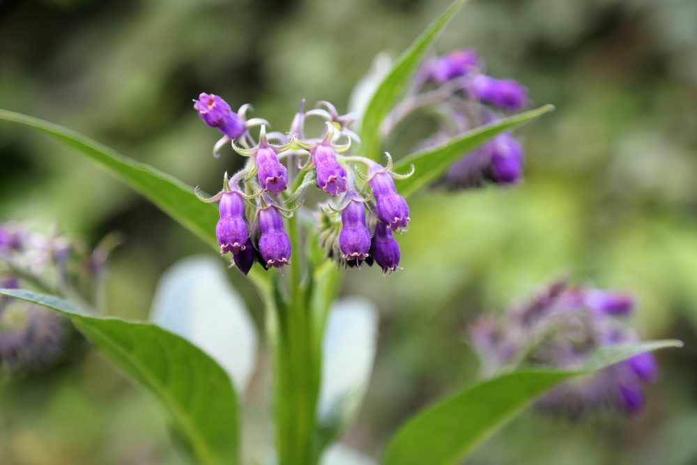 30 Perennials You'll Regret Planting in Your Zone 3 Garden