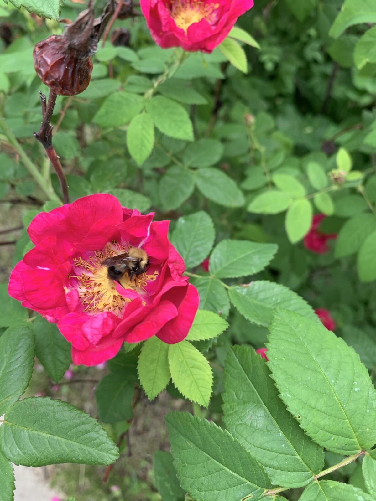 Carnation Red vs Love Red shorts…you probably don't need both : r/lululemon