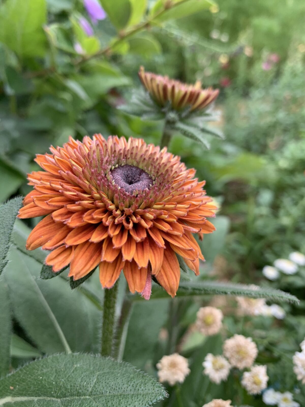 https://shiftingroots.com/wp-content/uploads/2022/05/sahara-rudbeckia-scaled.jpeg