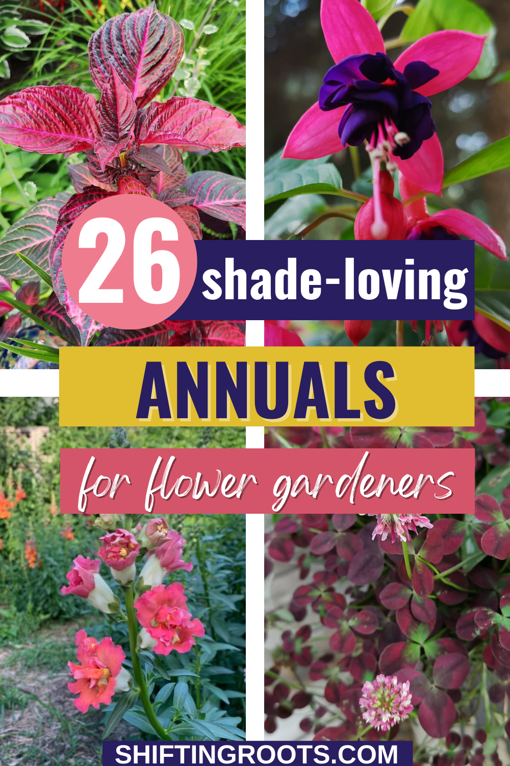 shade flowers annuals