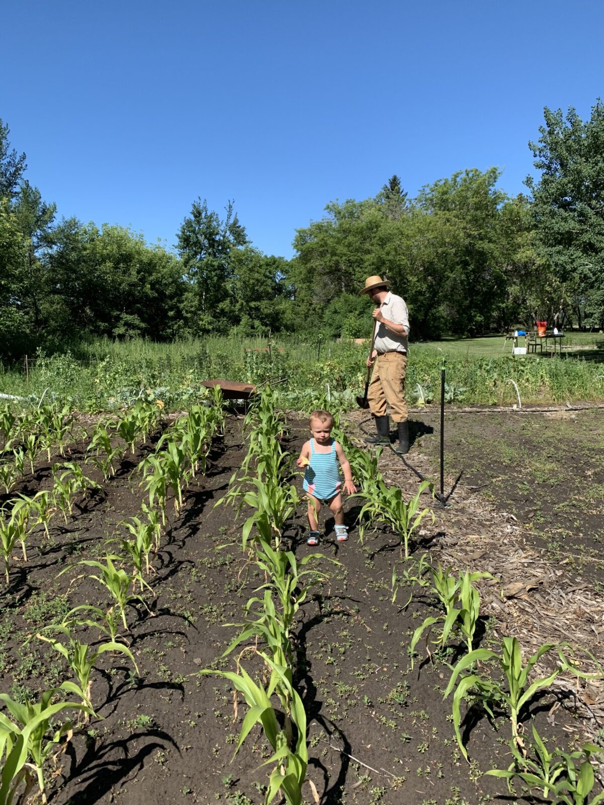 vegetable garden rows