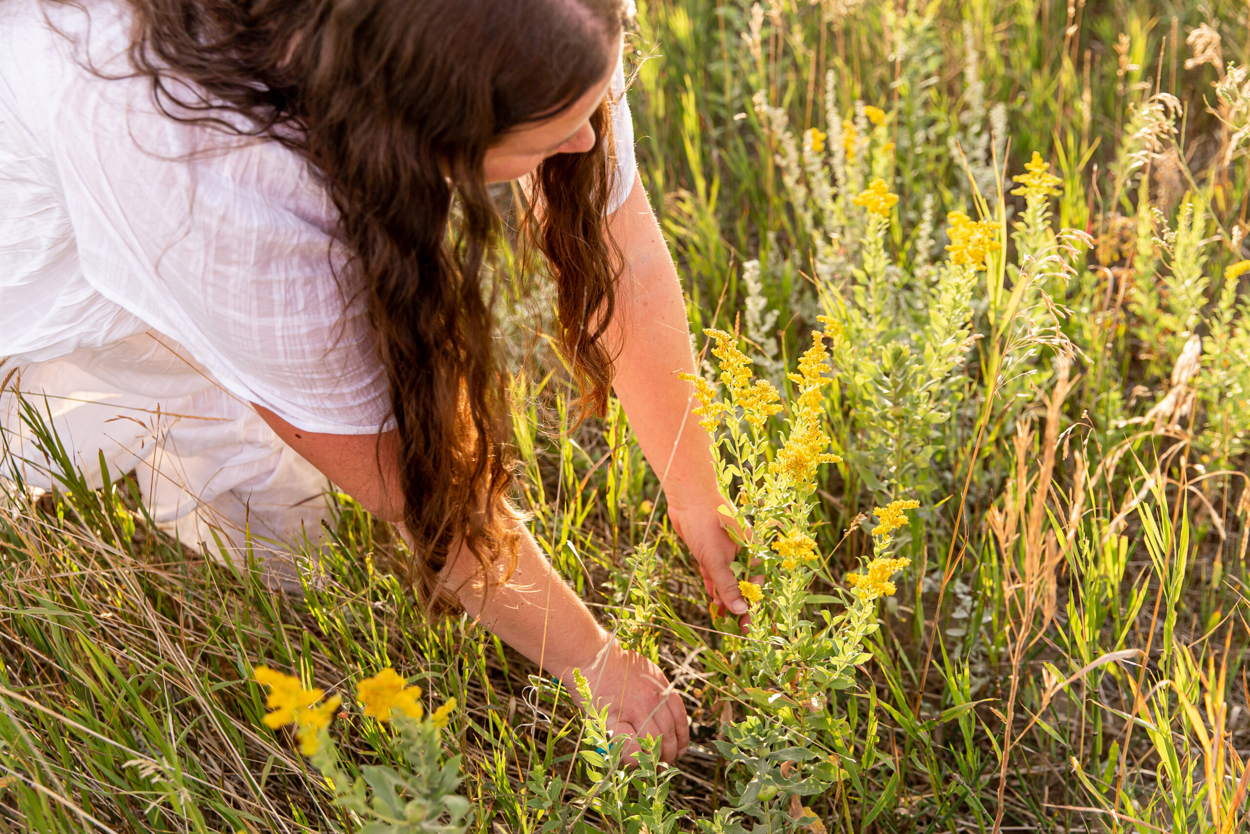 Top 5 drought tolerant plants - The Secret Garden