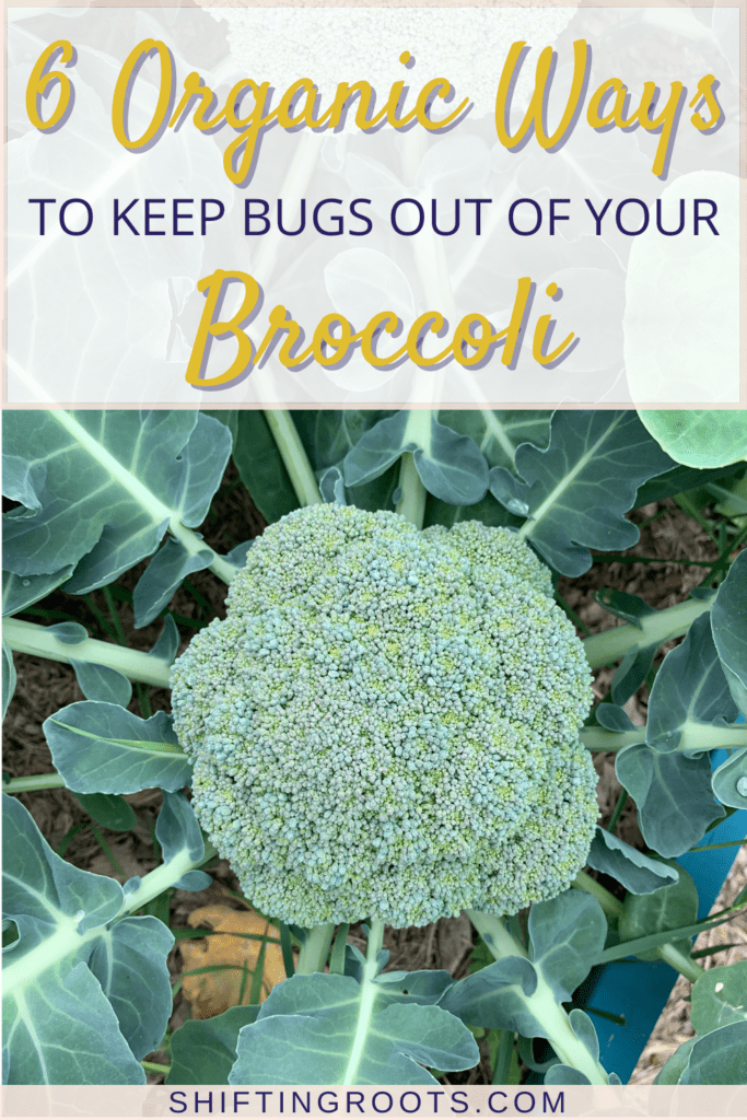 6 Organic Ways to Keep Bugs Out of Broccoli Shifting Roots