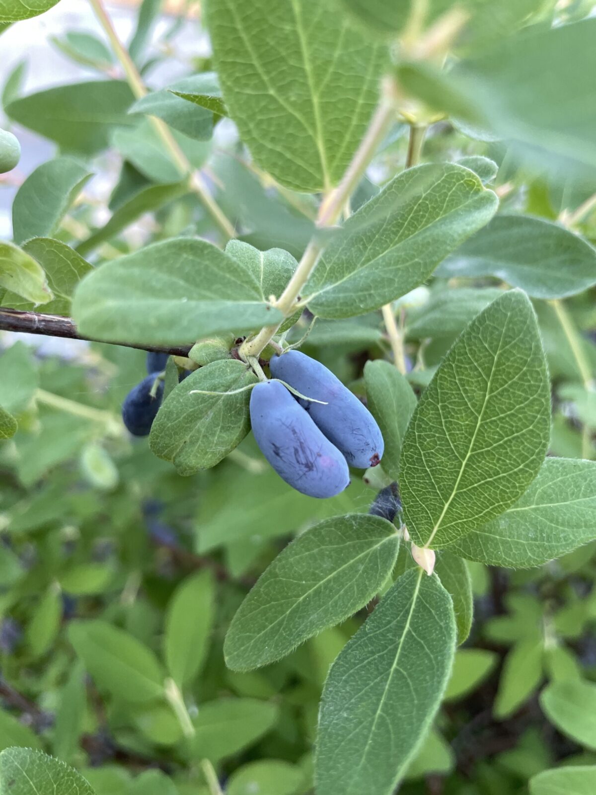 haskaps-the-perfect-prairie-berry-for-early-harvest-shifting-roots