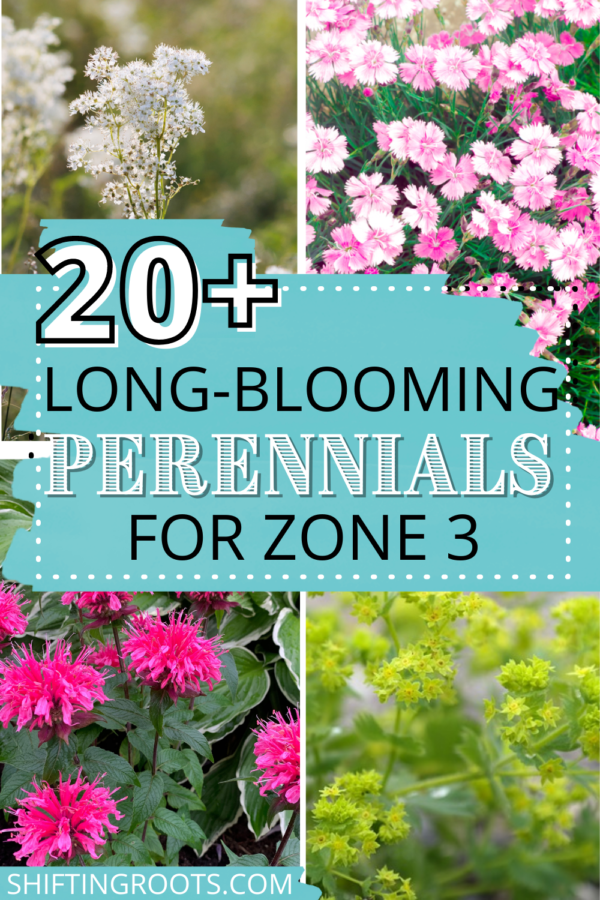 20 Long Blooming Perennials To Grow In Zone 3 Shifting Roots 20 Long Blooming Perennials To Grow In Zone 3 Shifting Roots