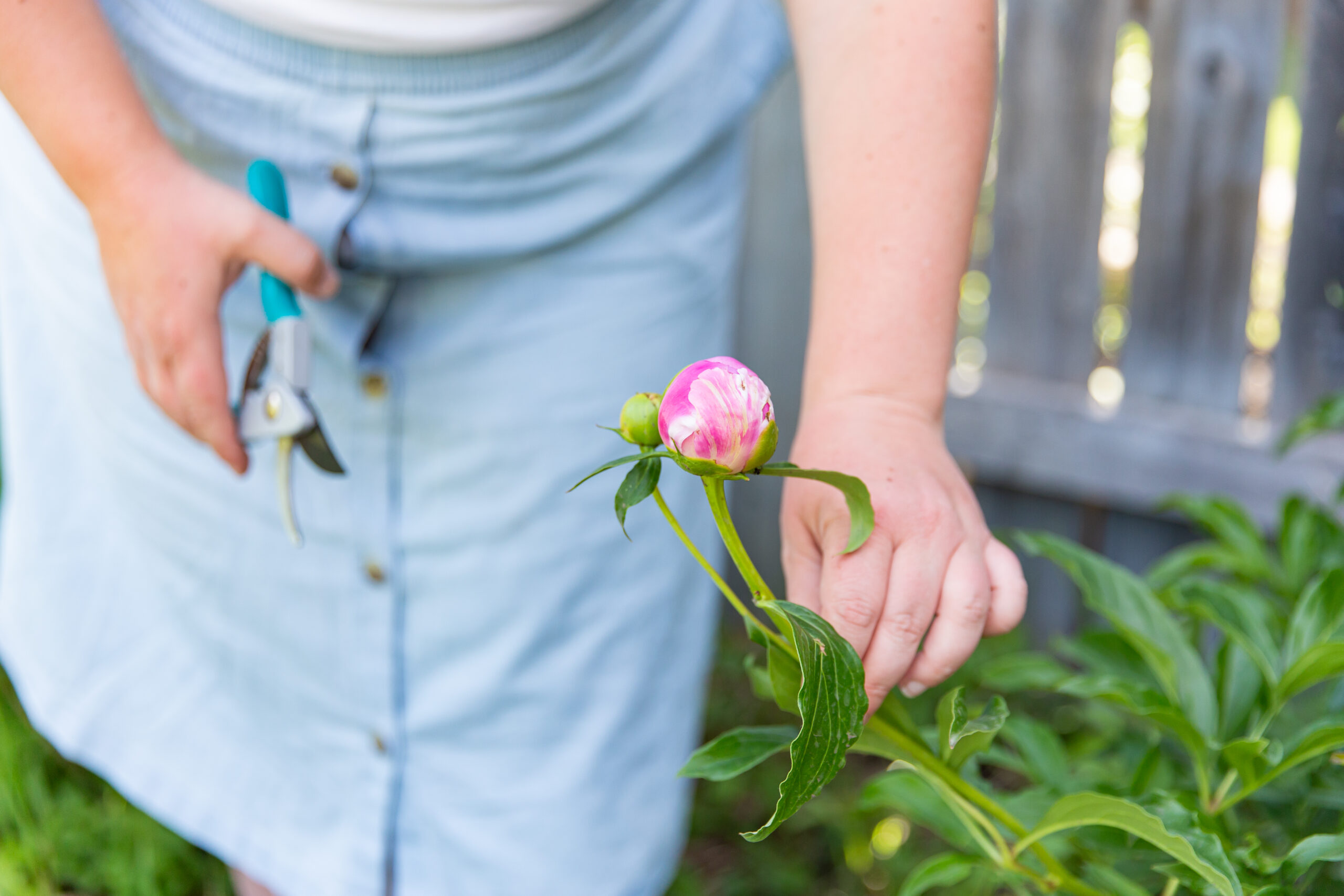 Peonies Tree Seed 5 -  Canada  Tree peony, Partial shade flowers,  Flower seeds