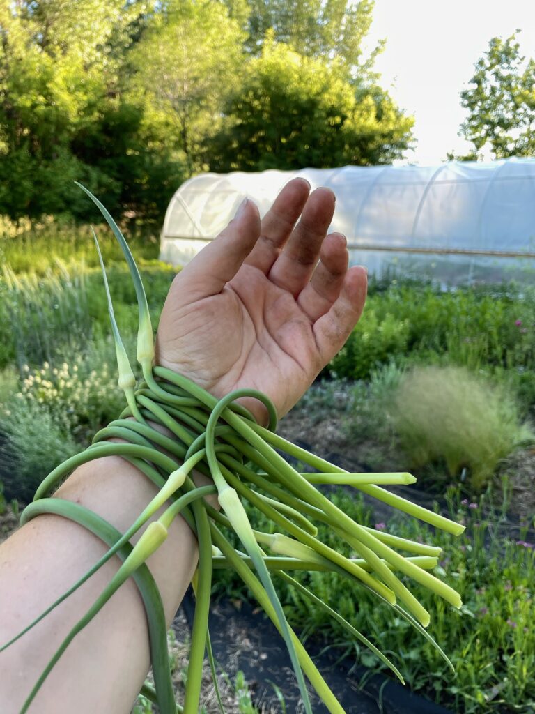 What Are Garlic Scapes and How Do You Use Them?