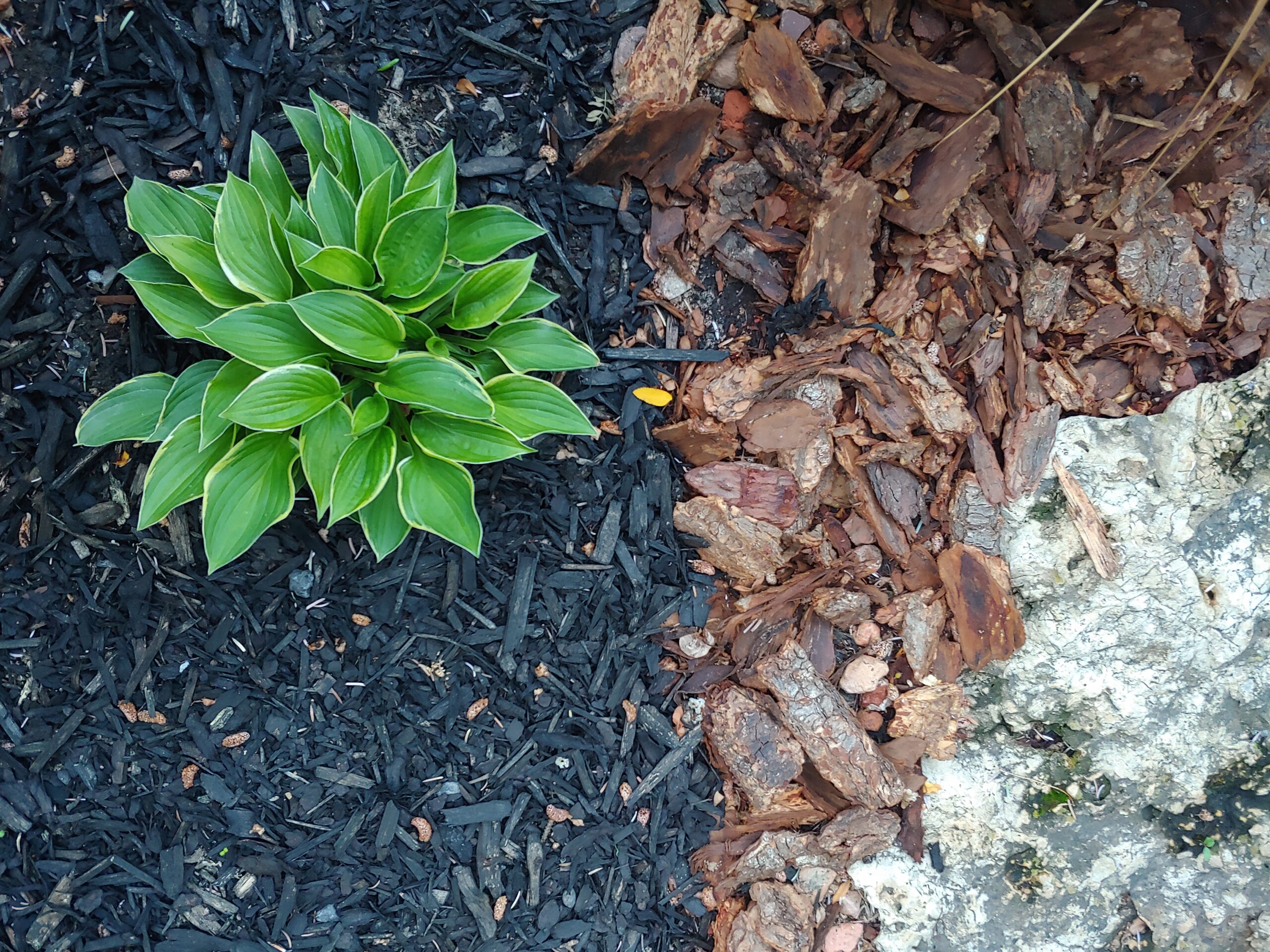 I always struggle with weeding at this time of year when the days are