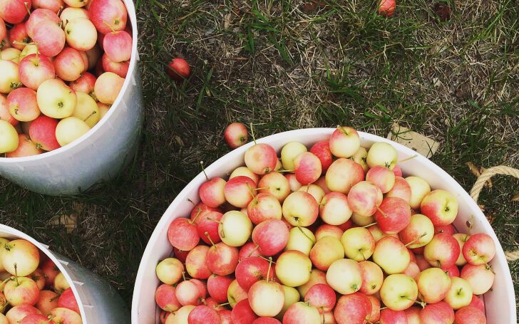 How to Make Crabapple Juice - My Frugal Home