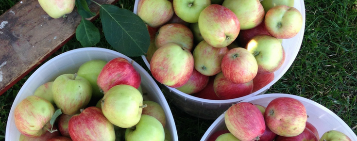 How to Make Crabapple Juice - My Frugal Home