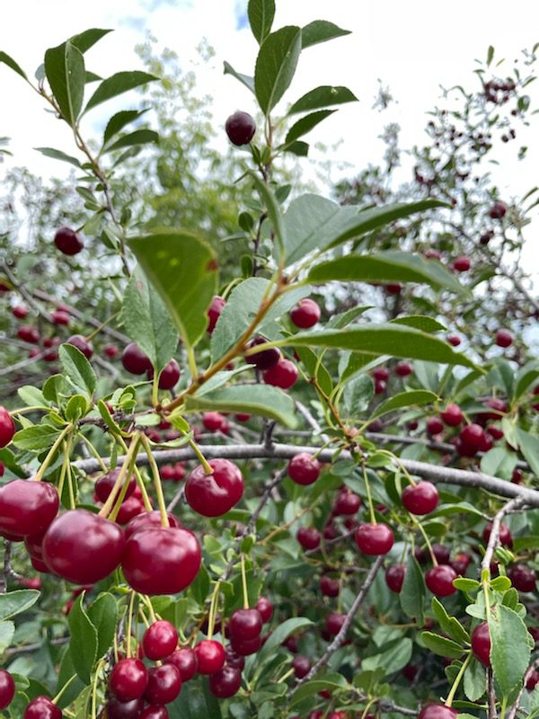 How To Harvest And Preserve Sour Cherries Like A Boss Shifting Roots