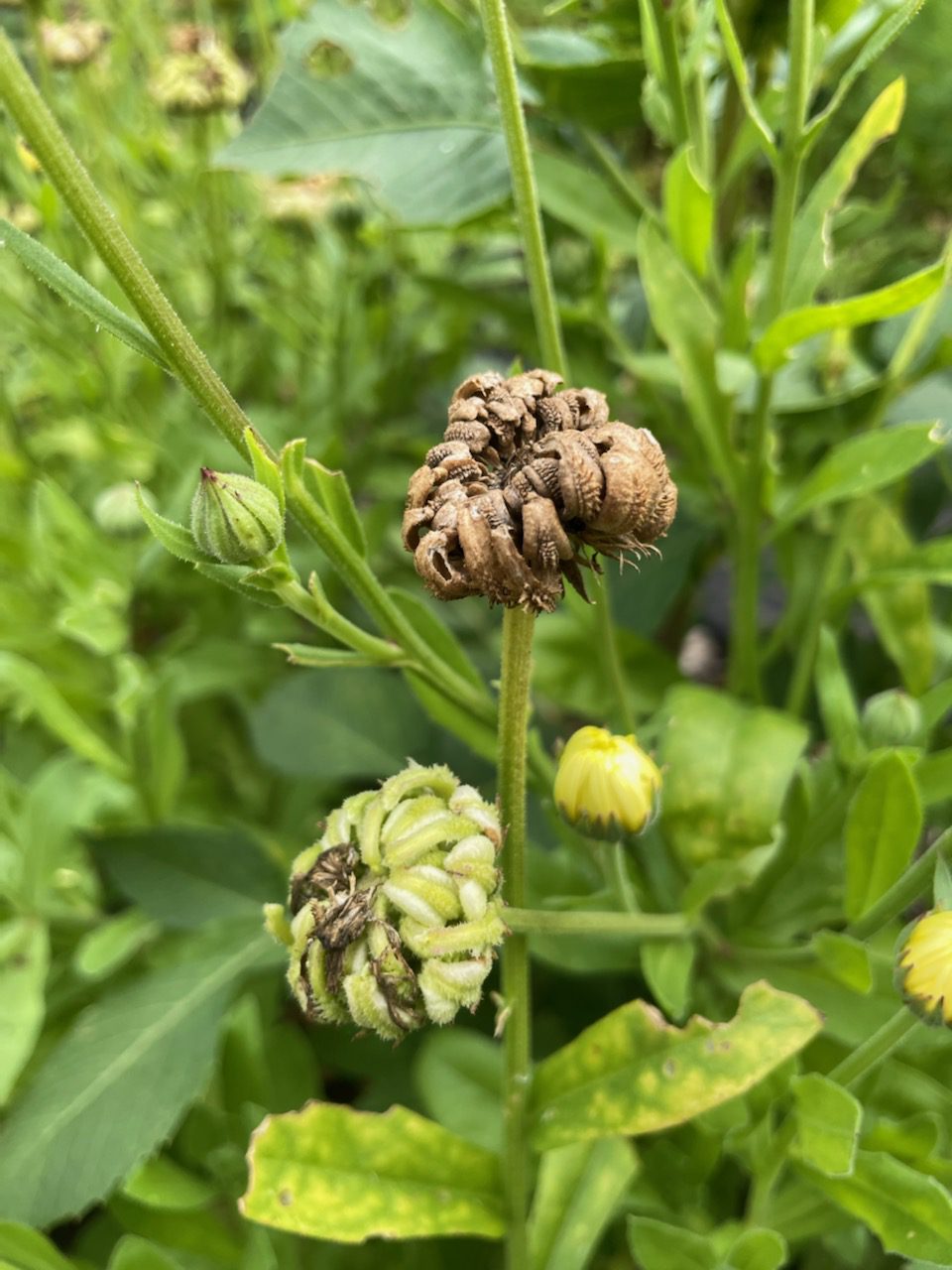 flower seeds