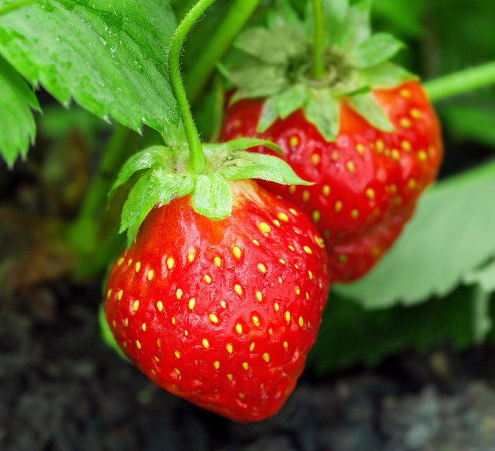 Cover strawberries with straw for the winter