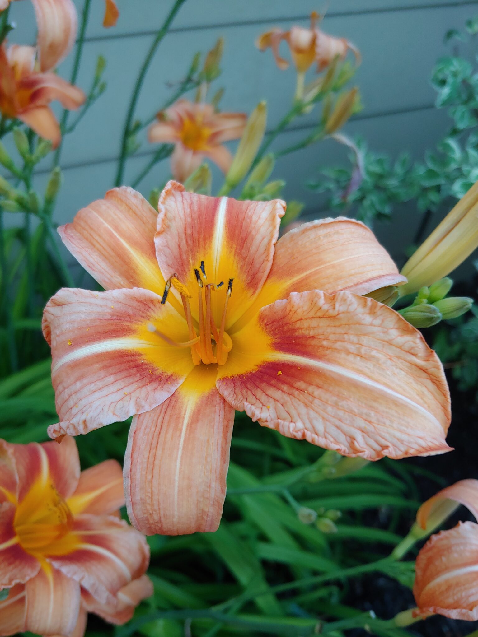 Overwintering Perennials in Raised Beds in Zone 3 Shifting Roots