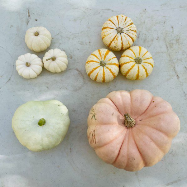 The Best Pumpkin Varieties For Any Occasion Shifting Roots   Pumpkin10 