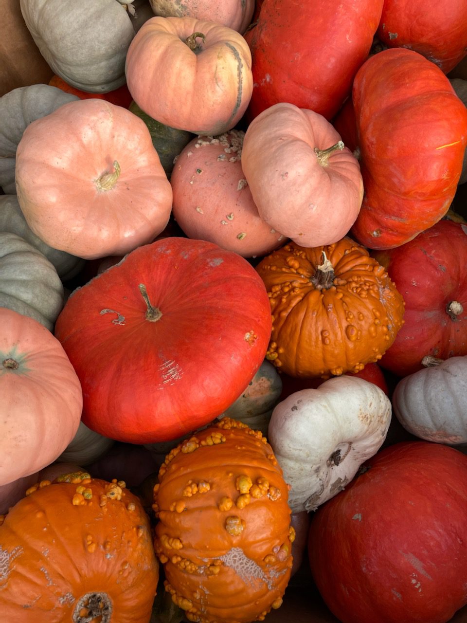 pie pumpkins varieties