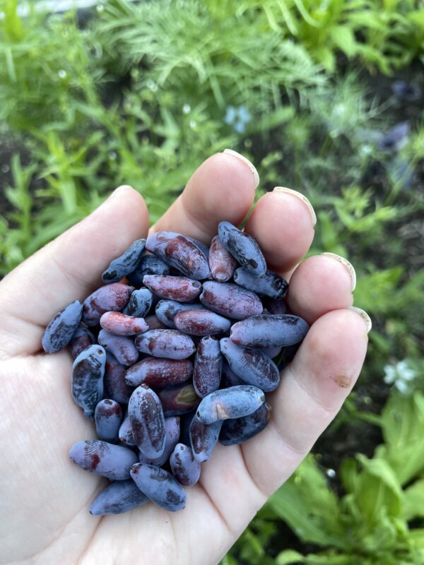 28 Hardy Fruits You Can Grow in Zone 2 & 3 Shifting Roots