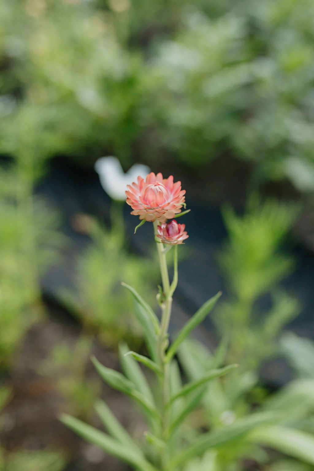 An apricot strawflower with layered petals blooms atop a slender green stem, surrounded by narrow leaves—an ideal choice for cutting gardens or dried bouquets—set against a softly blurred green background.