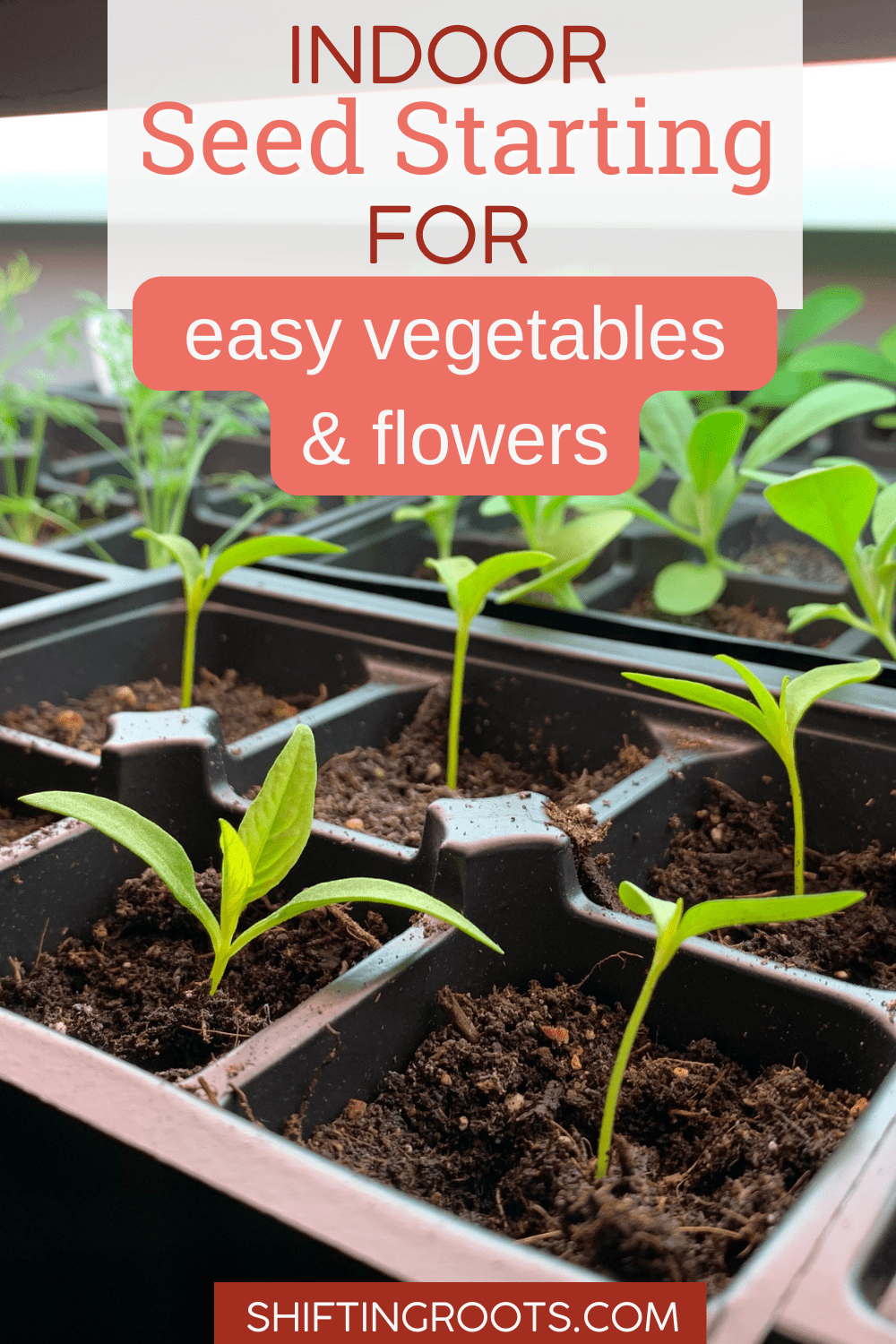 Indoor Seed Starting Schedule for Easy Vegetables & Flowers | Shifting ...