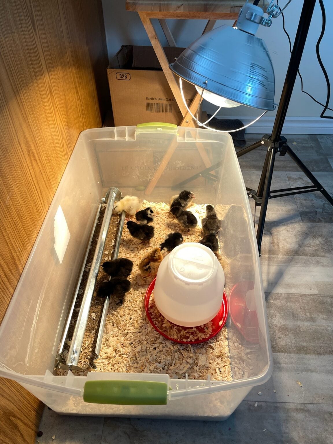 first-time-hatching-chickens-at-home-here-s-what-you-need-to-know