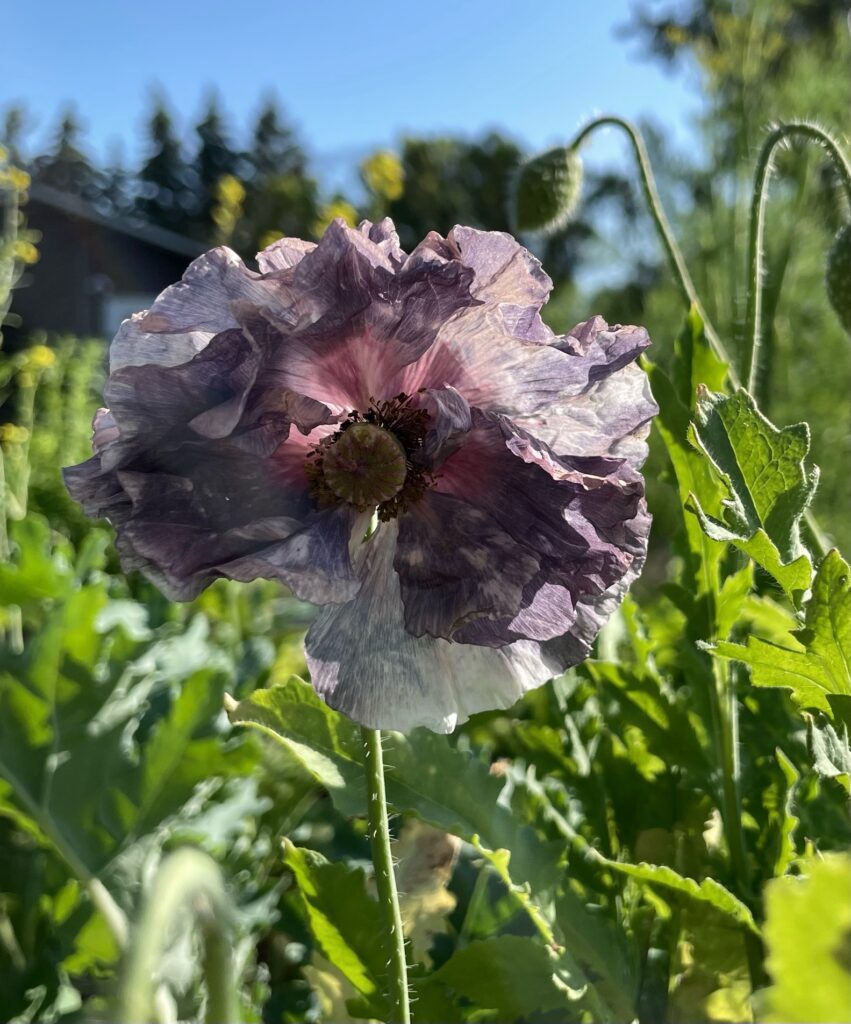 Gardening: Winter is the perfect time to grow poppies, if you