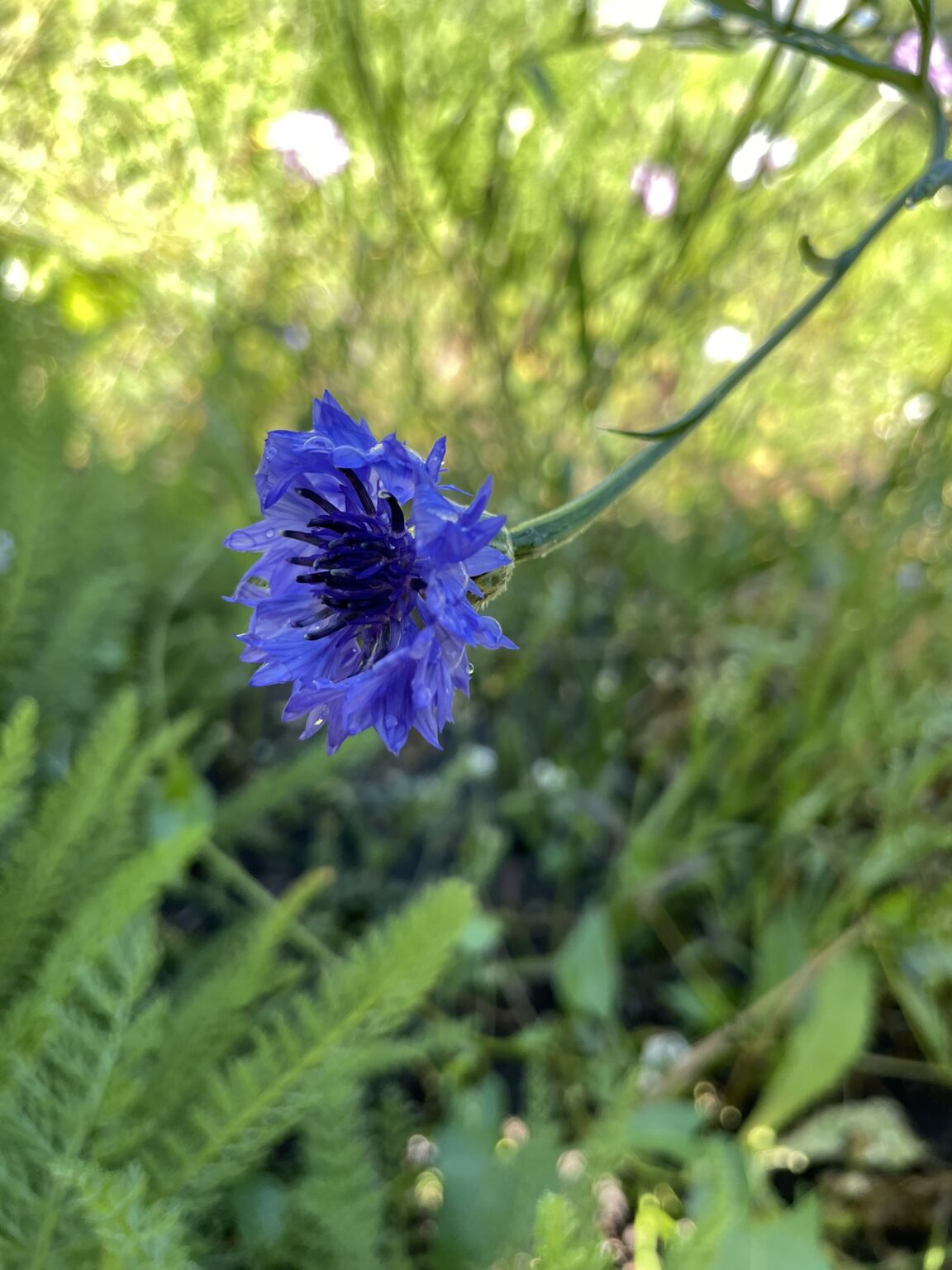 10+ Cut Flowers That Don't Require Seed Starting Shifting Roots