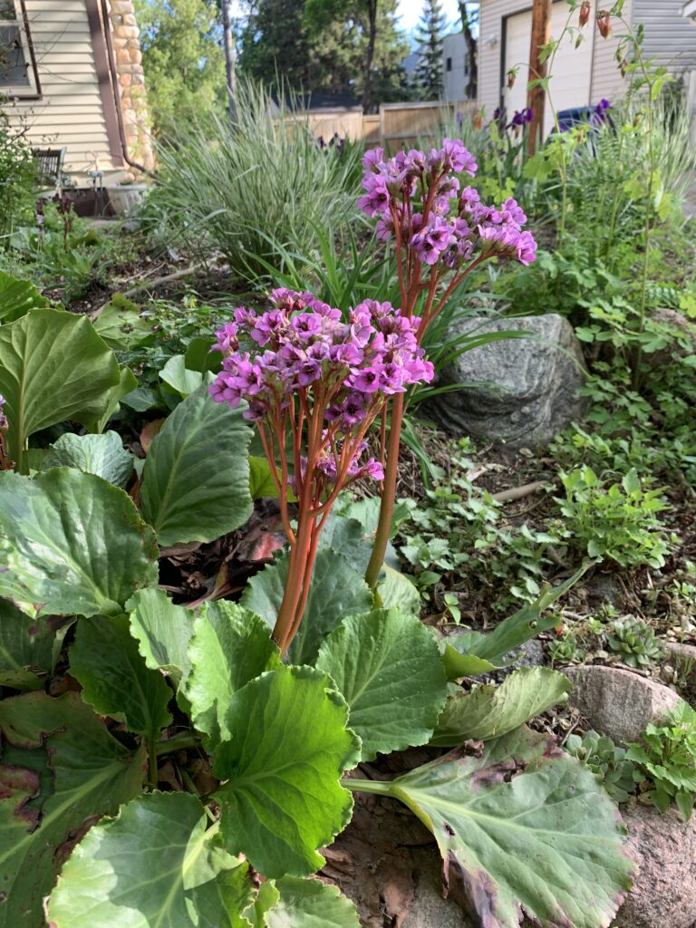 fuschia-coloured blossoms in a lush green perennial garden