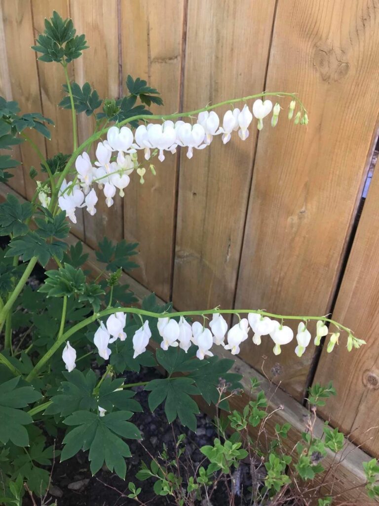 white heart shaped flowers against a wooden fence