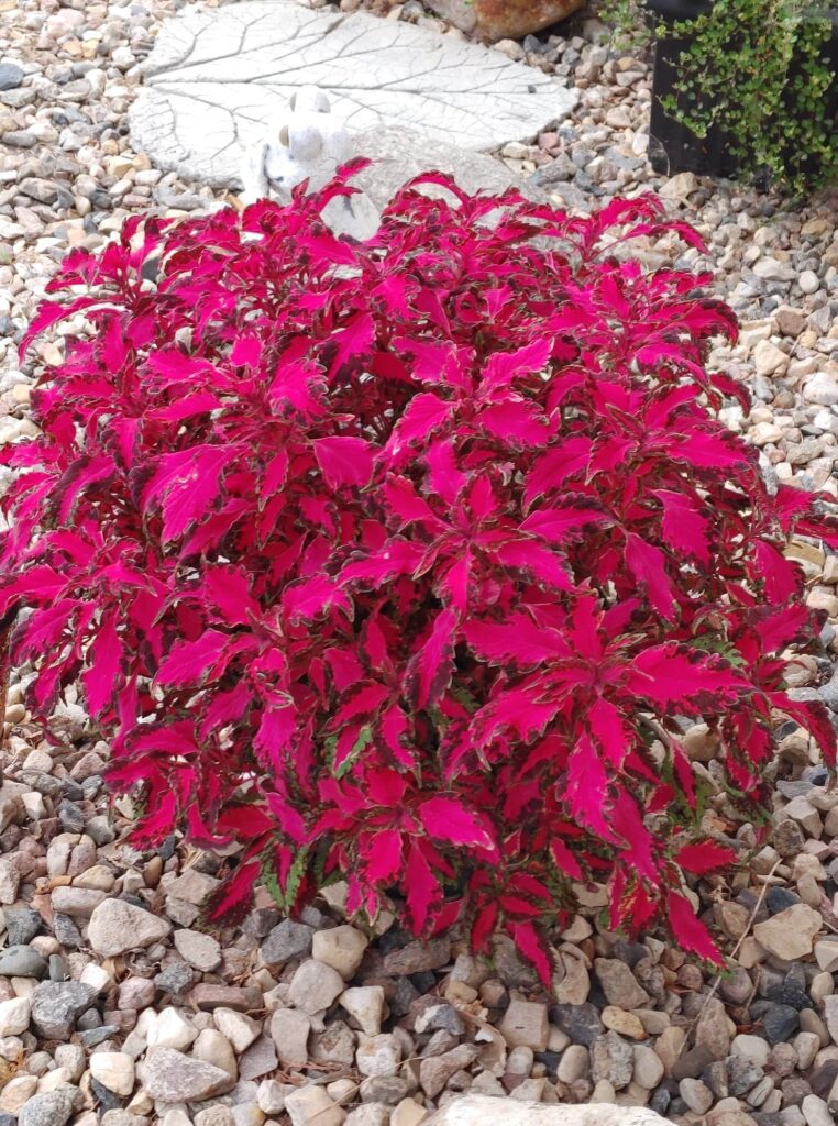 fuschia leaves on a bed of rocks