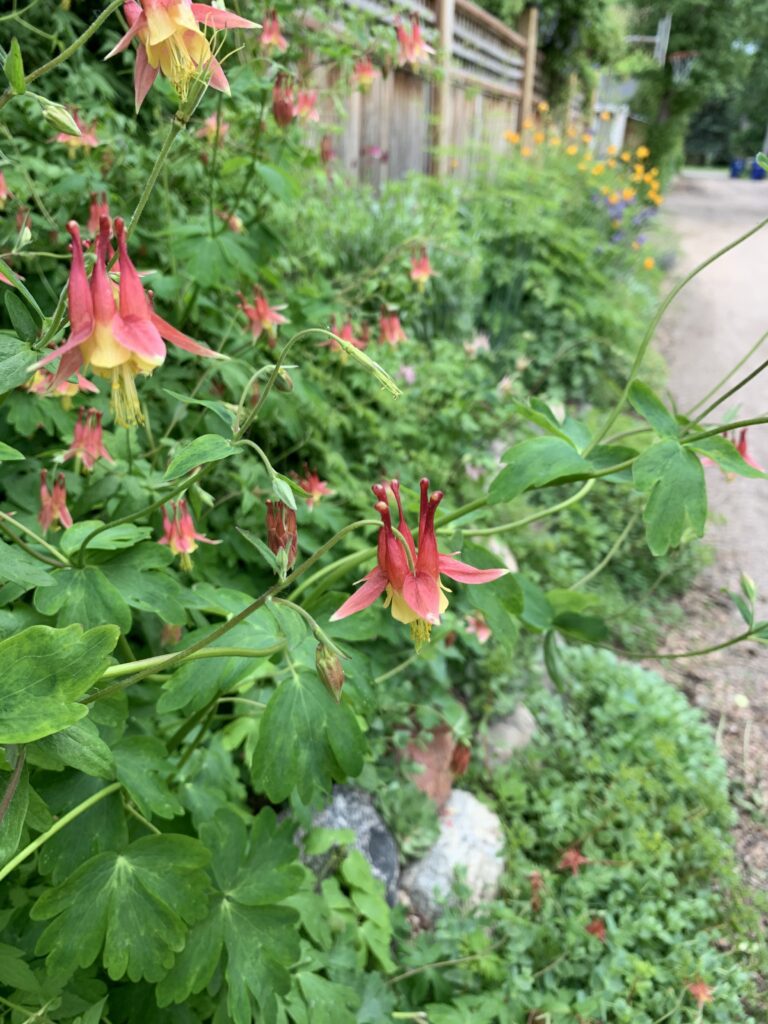 coral-coloured flowers with yellow centres planted against a fence