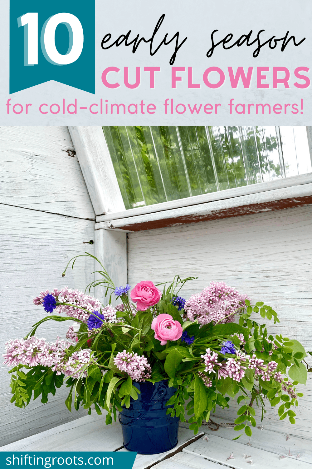 10 Best Early Season Cut Flowers for Zone 3 Shifting Roots