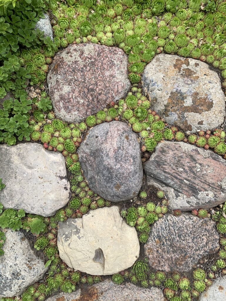 small green succulents growing between large grey rocks