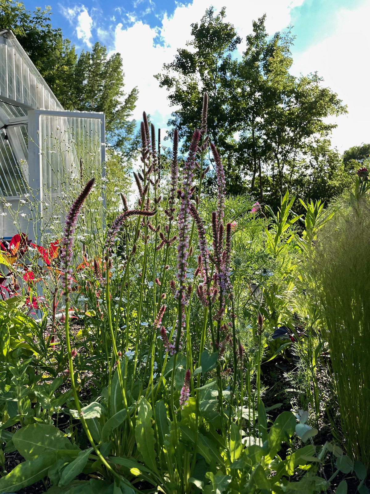 10 Best Early Season Cut Flowers for Zone 3 Shifting Roots