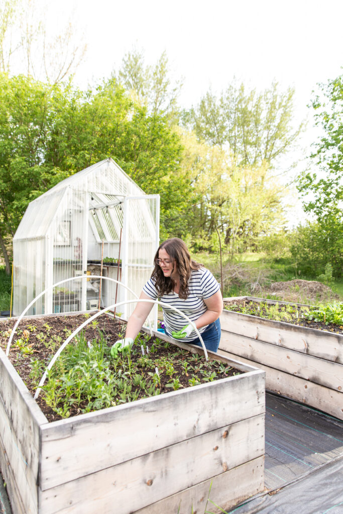 Woman picking weeds out of a raised bed in front of an unheated greenhouse surrounded by greenery.