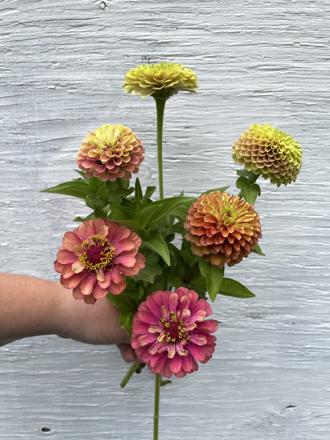 10+ Best Cut Flowers for Farmer Florists Shifting Roots