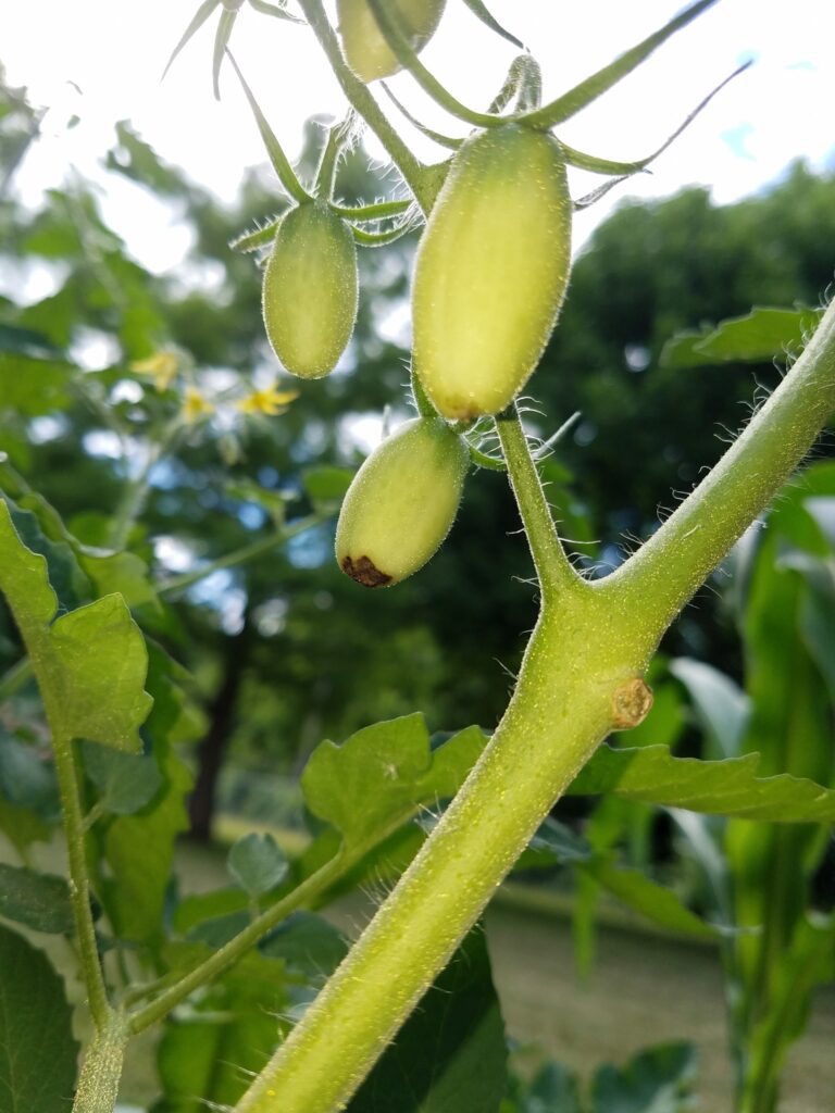 Dry plants from drought in the garden. The dried bush of a tomato. The plant  withered from lack of water. World Drought. wilted pot plant. drought. dried  plants Stock Photo