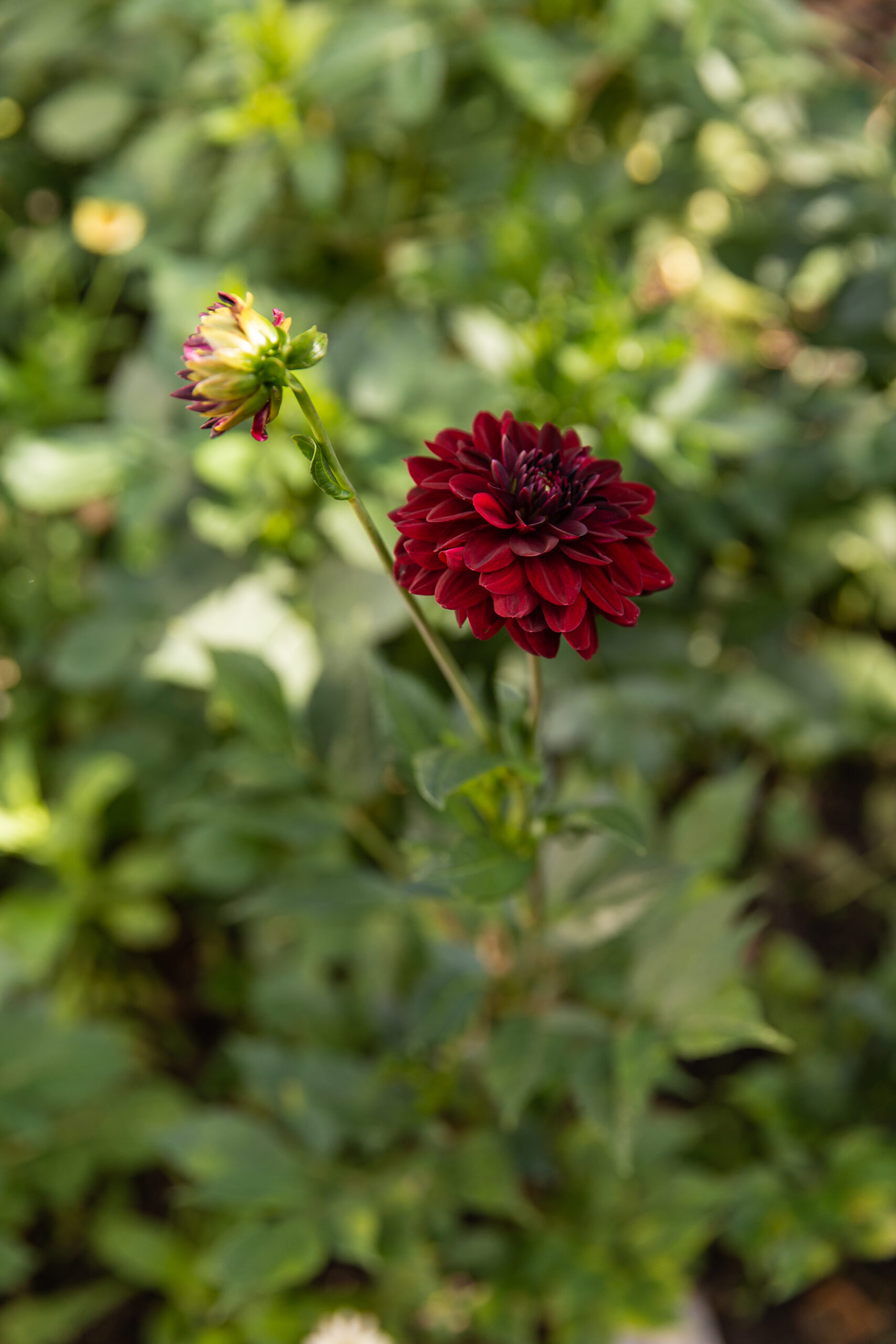 Why Are My Dahlias Not Blooming?! Shifting Roots