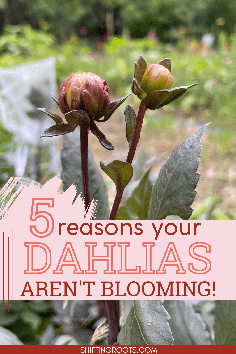 Why Are My Dahlias Not Blooming?! Shifting Roots