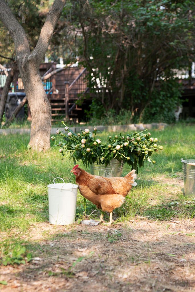 Why We Free Range Chickens in Our Garden for Healthier Plants