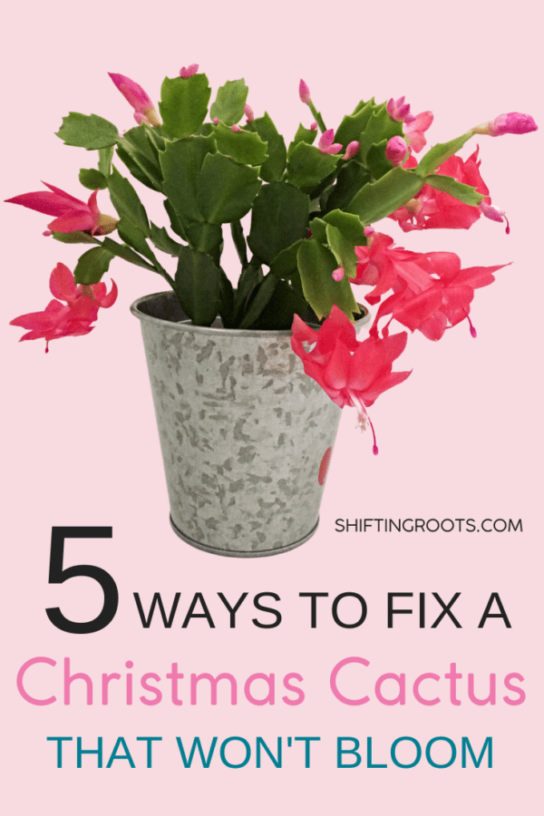Why Won't My Christmas Cactus Bloom? (and What to Do About It ...