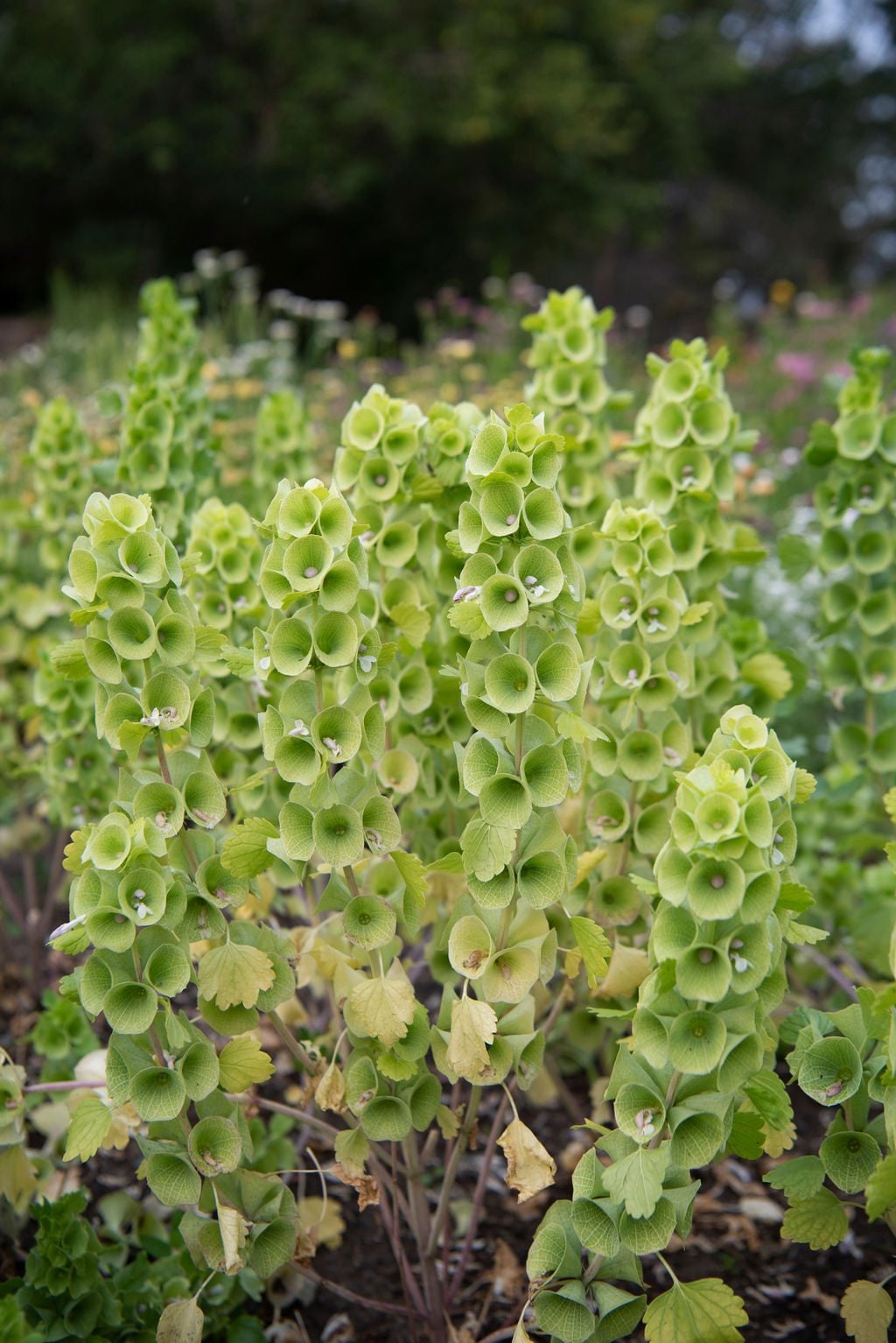 12 Best Cut Flowers to Grow in 2024 | Shifting Roots