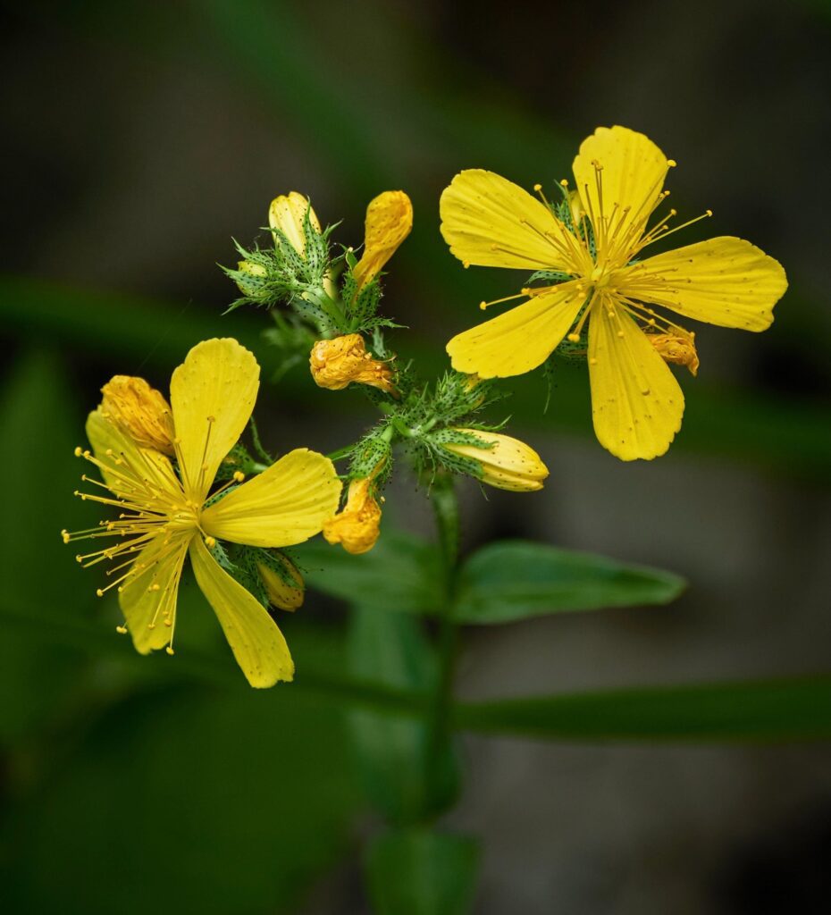 Photo of yellow flowers by ValterZhara from pexels.com